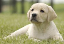 yellow labrador outside for potty training