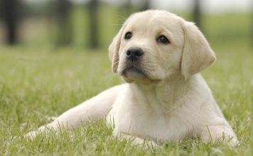 yellow labrador outside for potty training