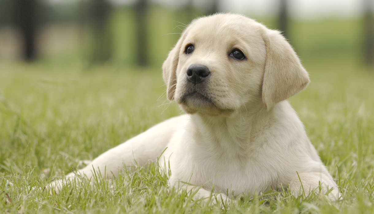 labrador yellow puppy