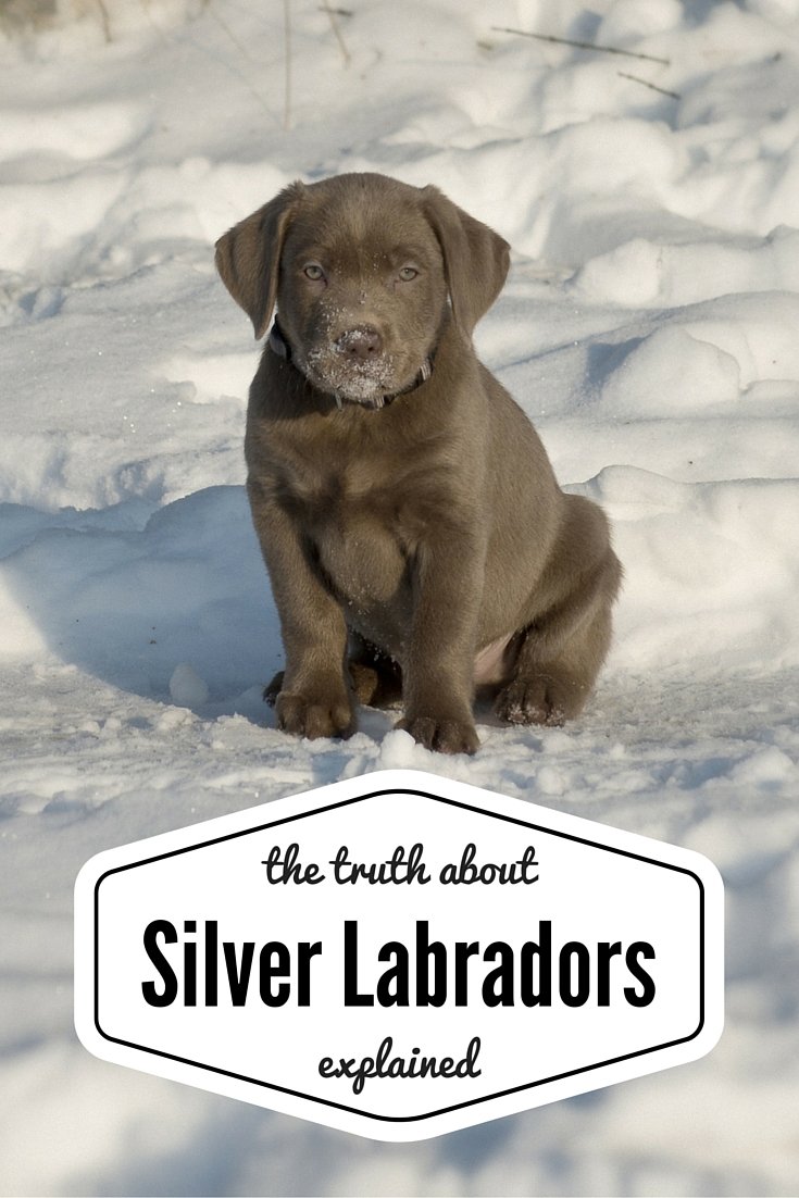 newborn silver lab puppies