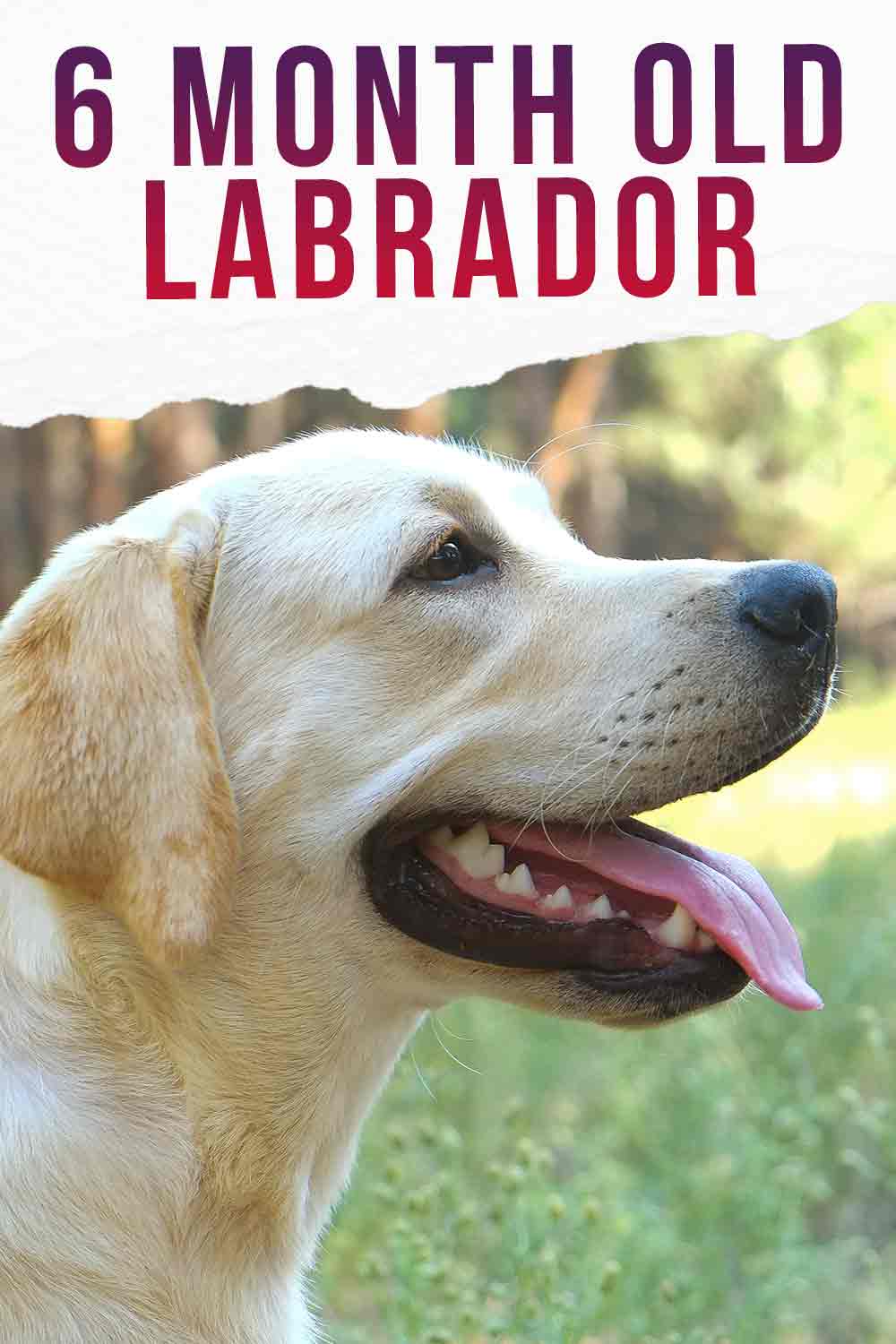 help and advice for 6 month old labradors