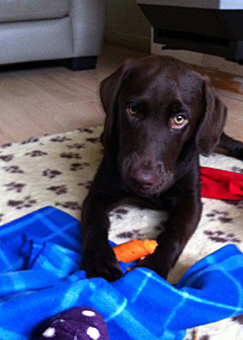Six month Labrador - Your Puppy Questions Answered