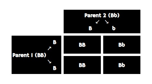 Lab Color Chart