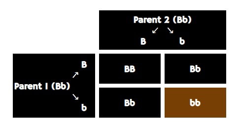 labrador colors