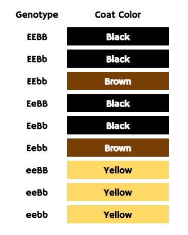 Hair Color Dominance Chart