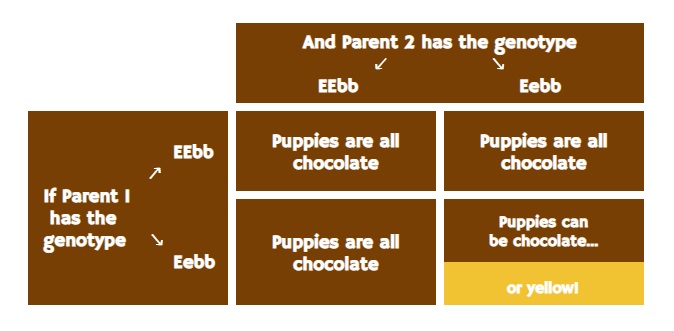 Labrador Retriever Color Chart