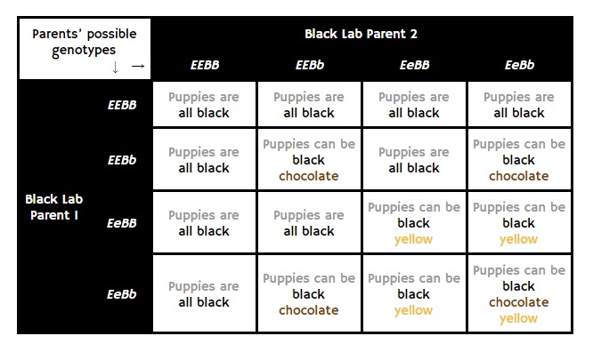 Labrador Color Chart