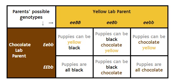 Labrador Color Chart