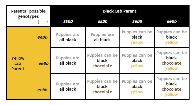 mating a black and yellow lab