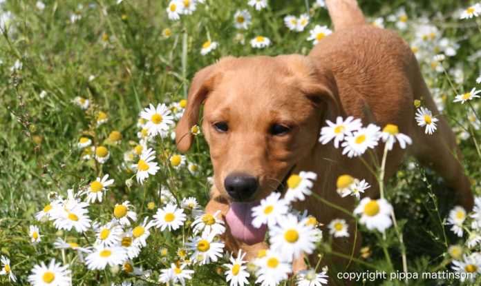 fox red labrador puppy in daisies