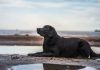 black labrador retriever lies on beach