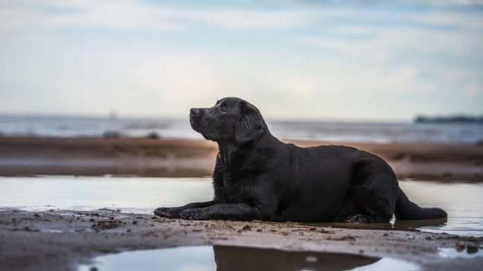 black labrador retriever lies on beach