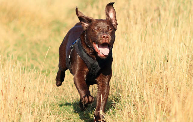 Gorgeous Charlie enjoying a run at six months of age - he also appears in our feature at the top of the page: by Julie T from Cornwall UK