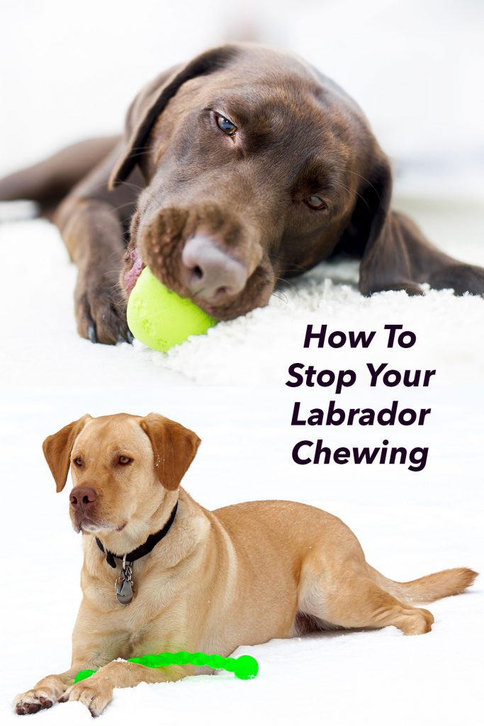 How To Stop A Dog From Chewing An Owner's Survival Guide
