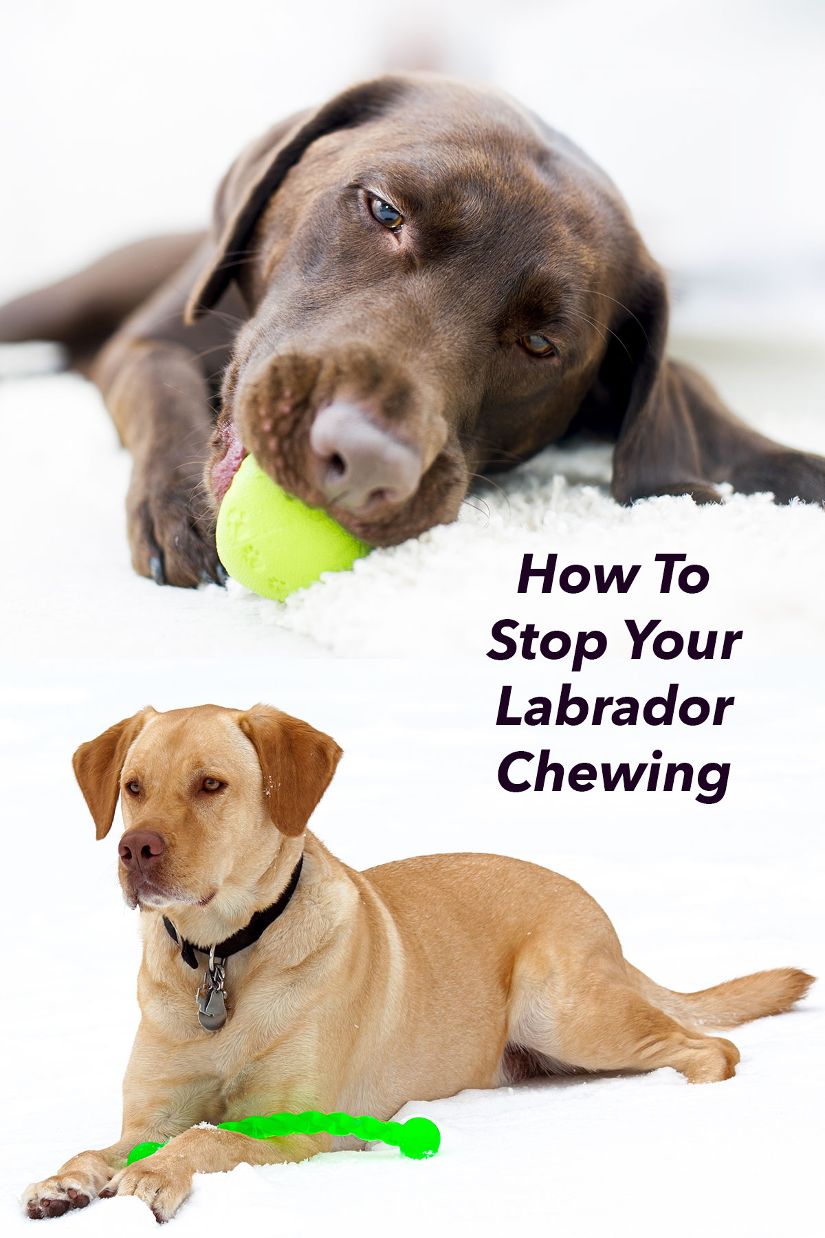 How to stop your Labrador chewing things!