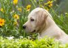 dog training methods for Labradors
