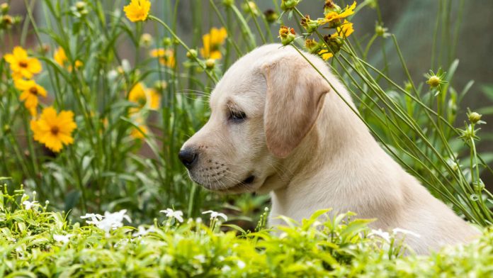 dog training methods for Labradors