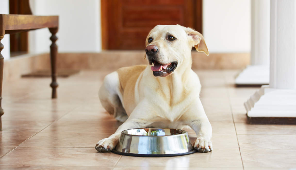 how much water should a puppy drink in a day