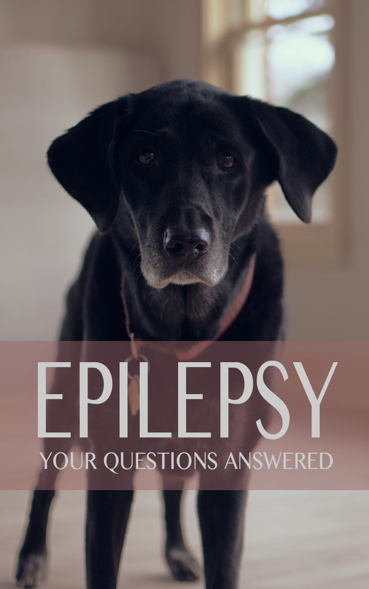 Epilepsy is a serious but usually treatable condition. Here is information and comfort for those whose dogs have been diagnosed with this disease. 