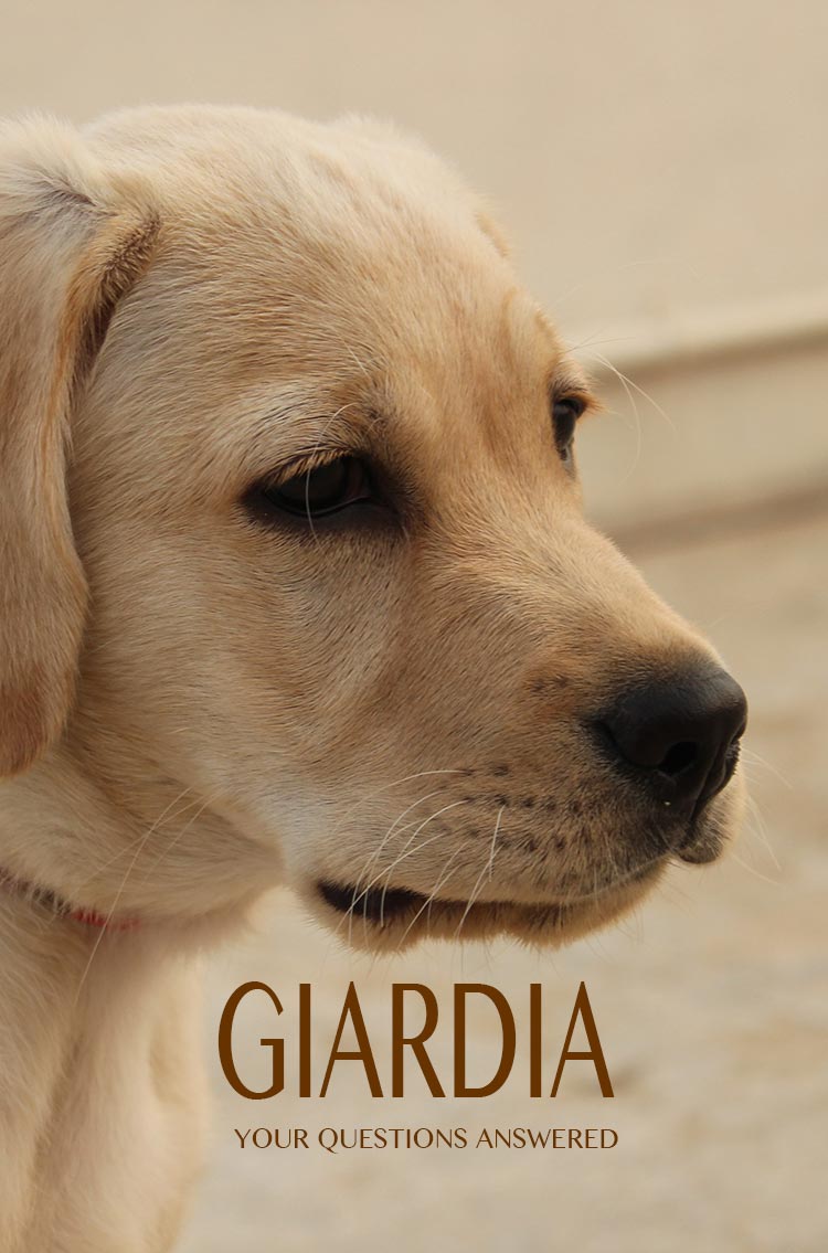 Giardia is an unpleasant 'bug' that can make dogs and people sick. We answer your giardia questions here. 