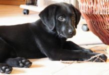 labrador puppy chewing
