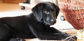 labrador puppy chewing