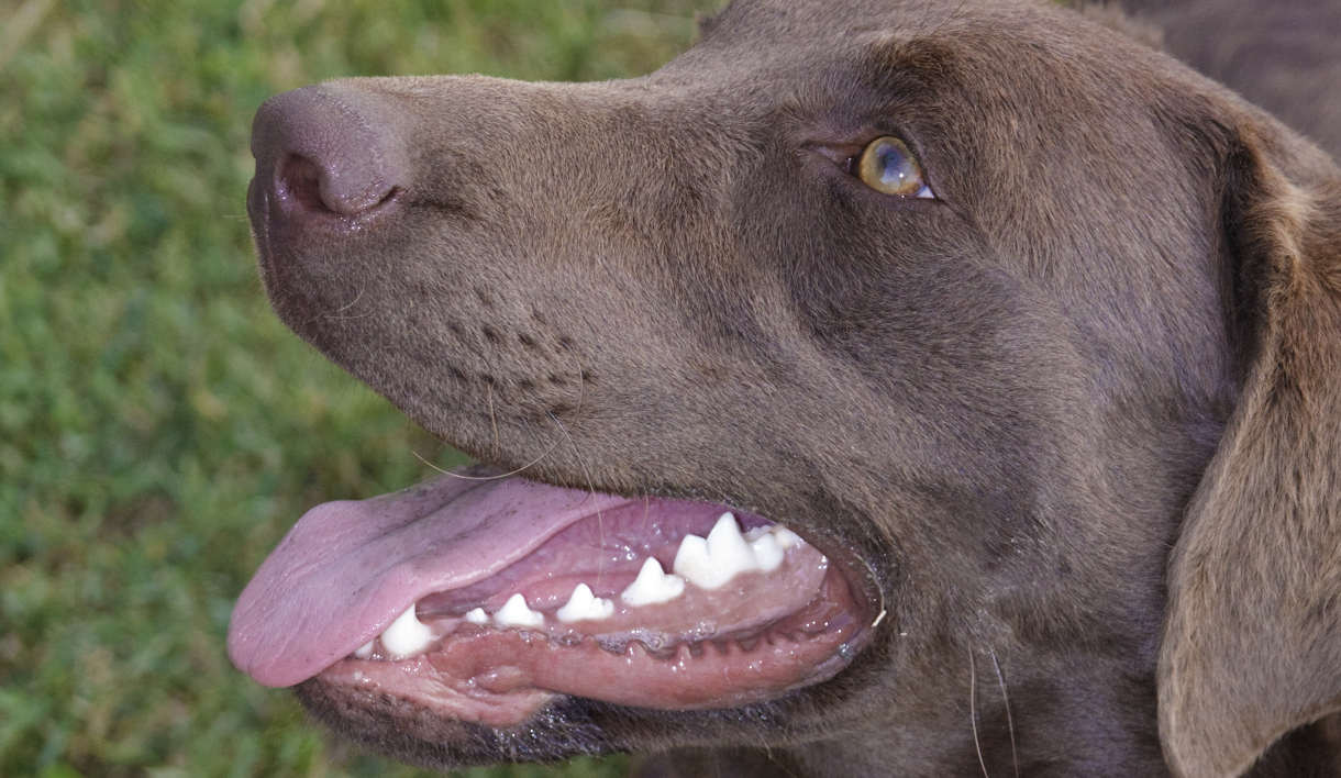 Labrador teeth and teething. How many teeth do dogs have?