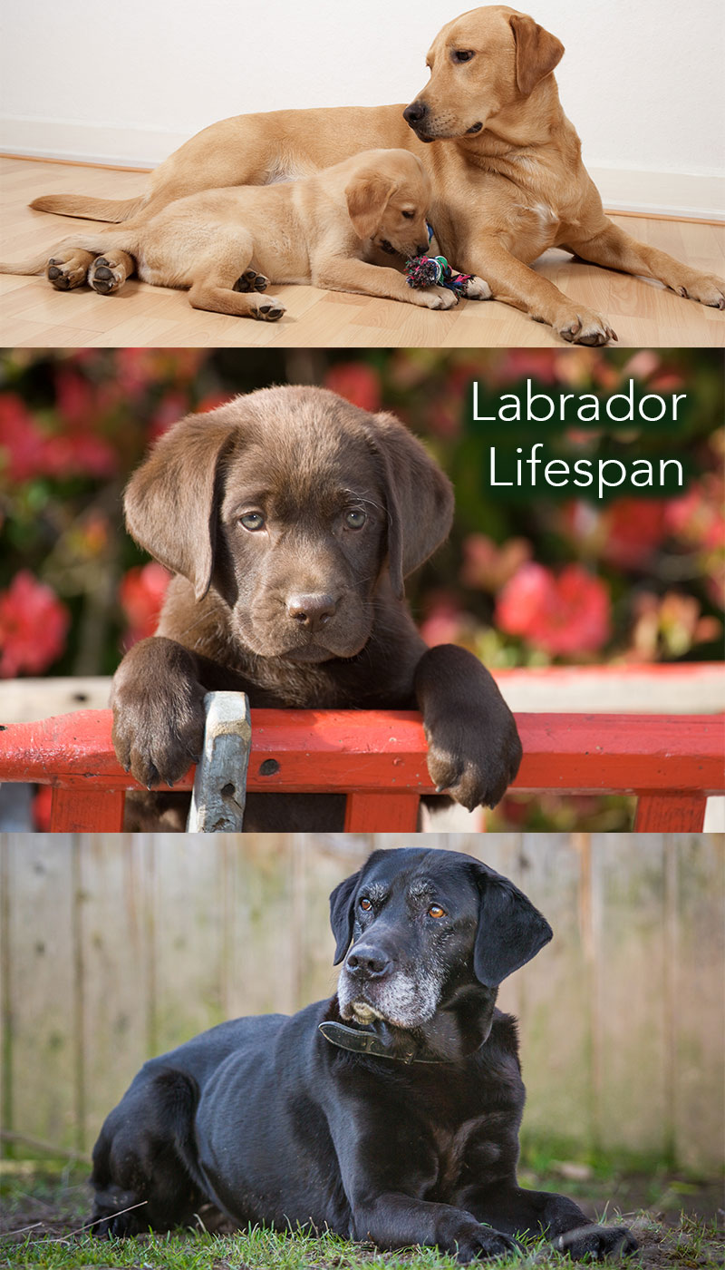 Find out what controls how long your Labrador will live. And how can you influence your dog’s lifespan so that you can spend the best and happiest years together