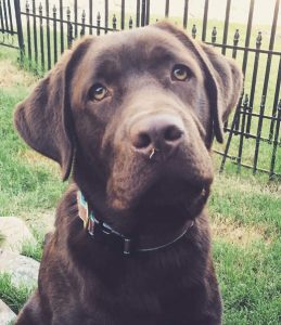 Like many young Labs, adorable six month old Myles loves everyone: by Ericka from the USA