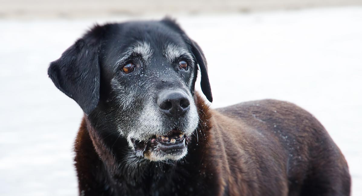 old black labrador