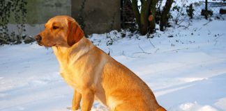 six month old lab