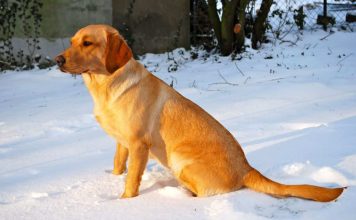 six month old lab