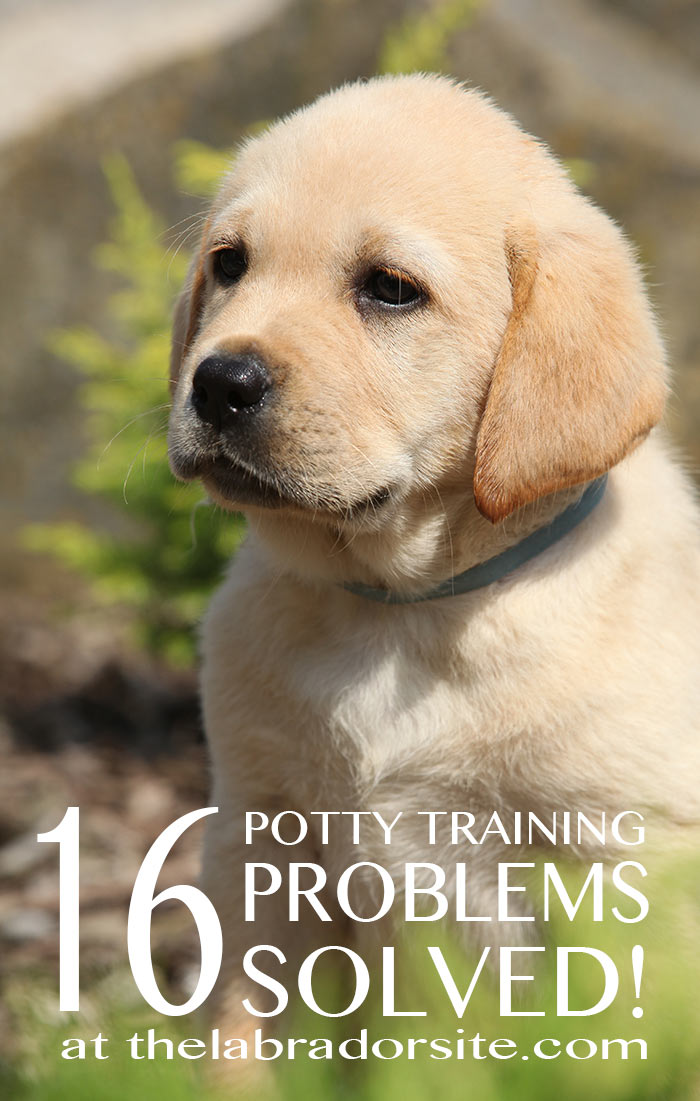 puppy potty training near me