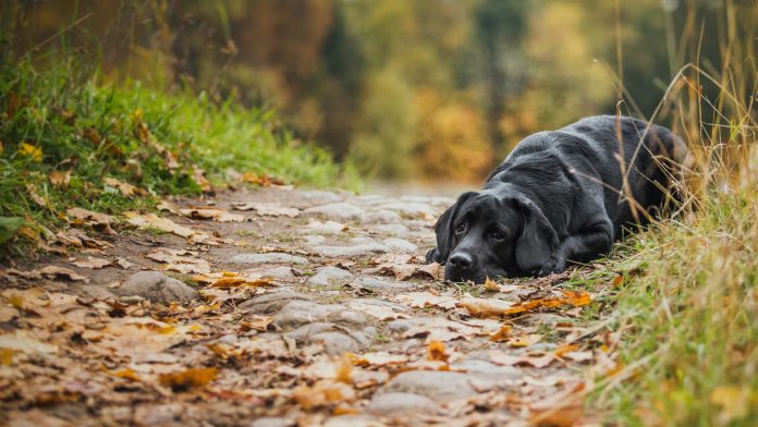 use of punishment in training labradors