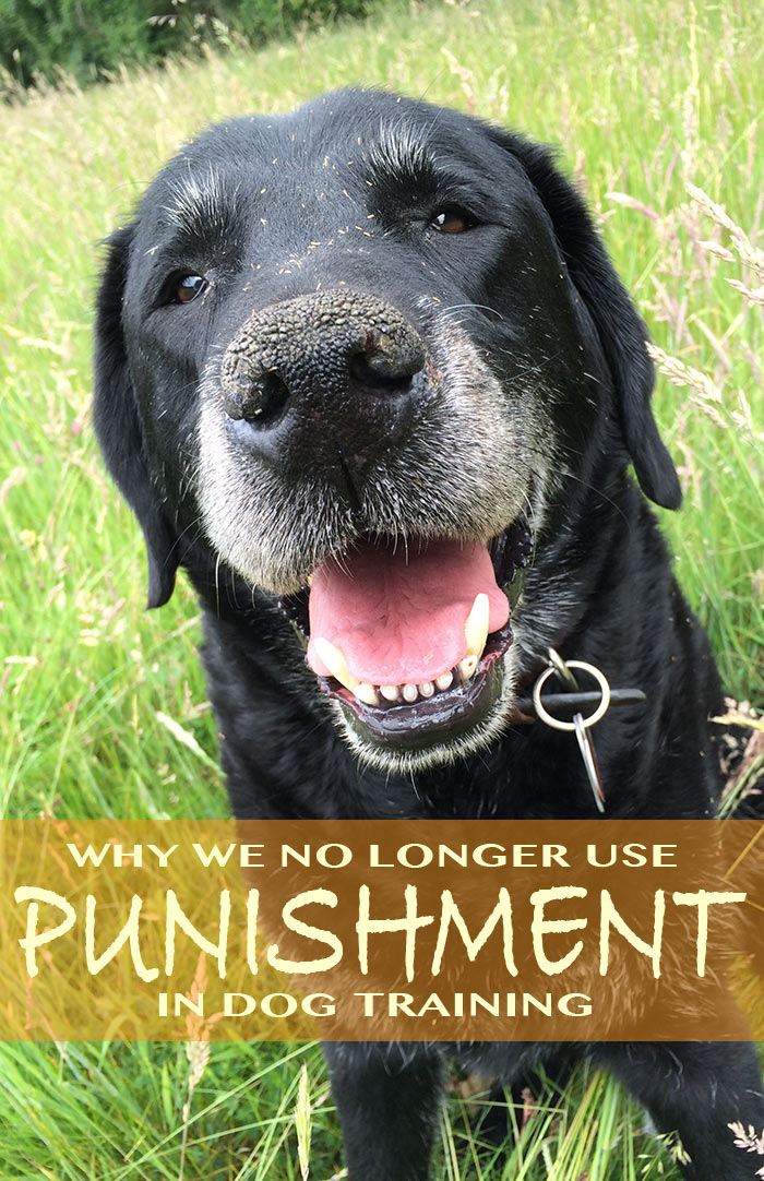 The use of punishment in dog training is on the decline, we look at how this affects all dogs and influences dog obedience standards.