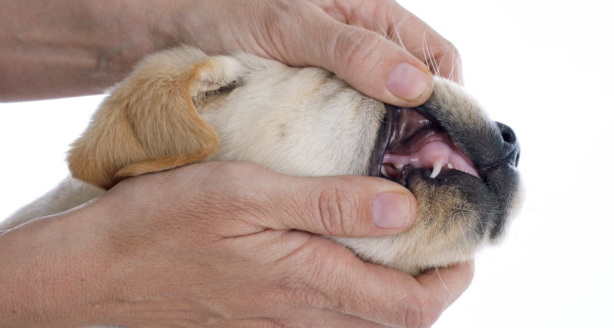 your puppy needs to get used to having his mouth and teeth examined