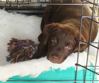 crate training a lab puppy