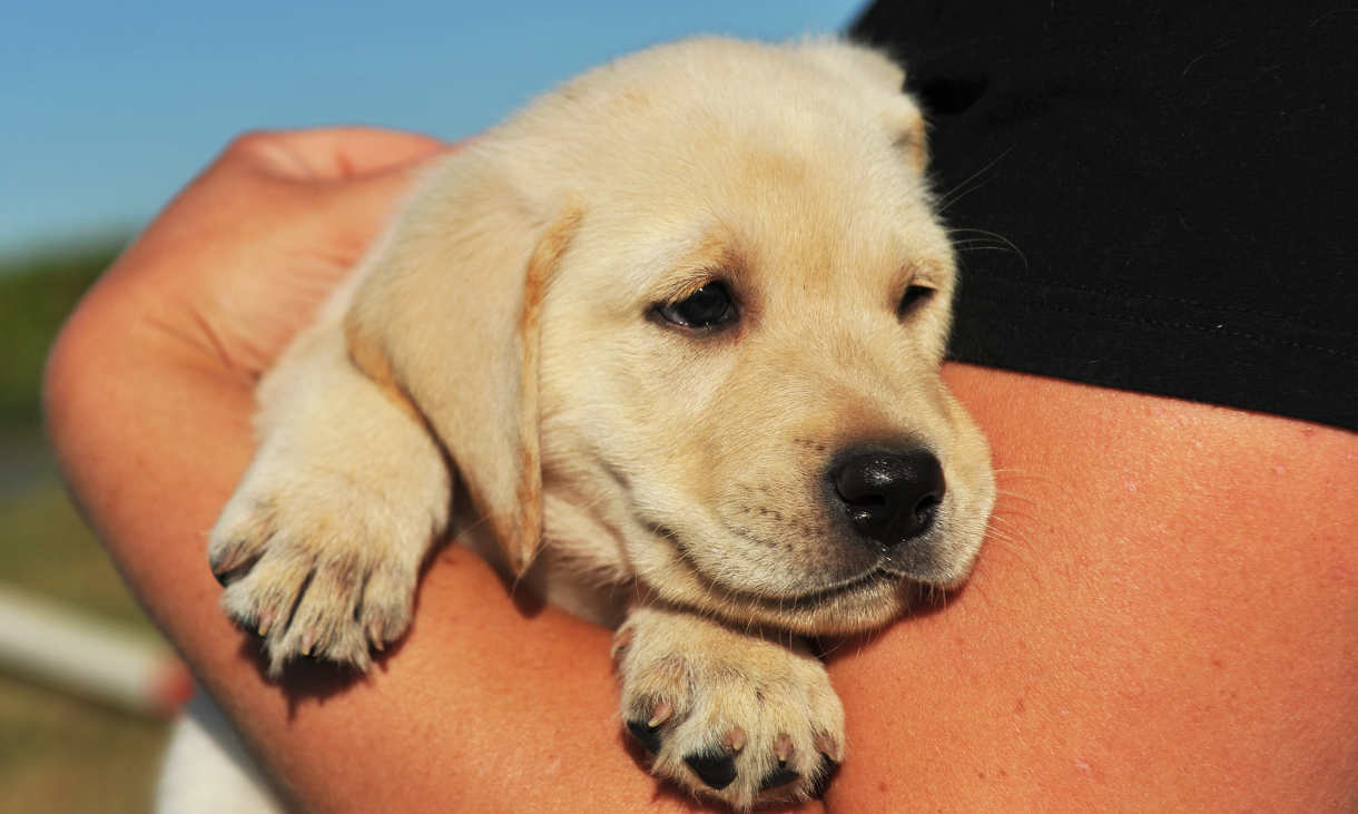 labrador puppy carried in arms