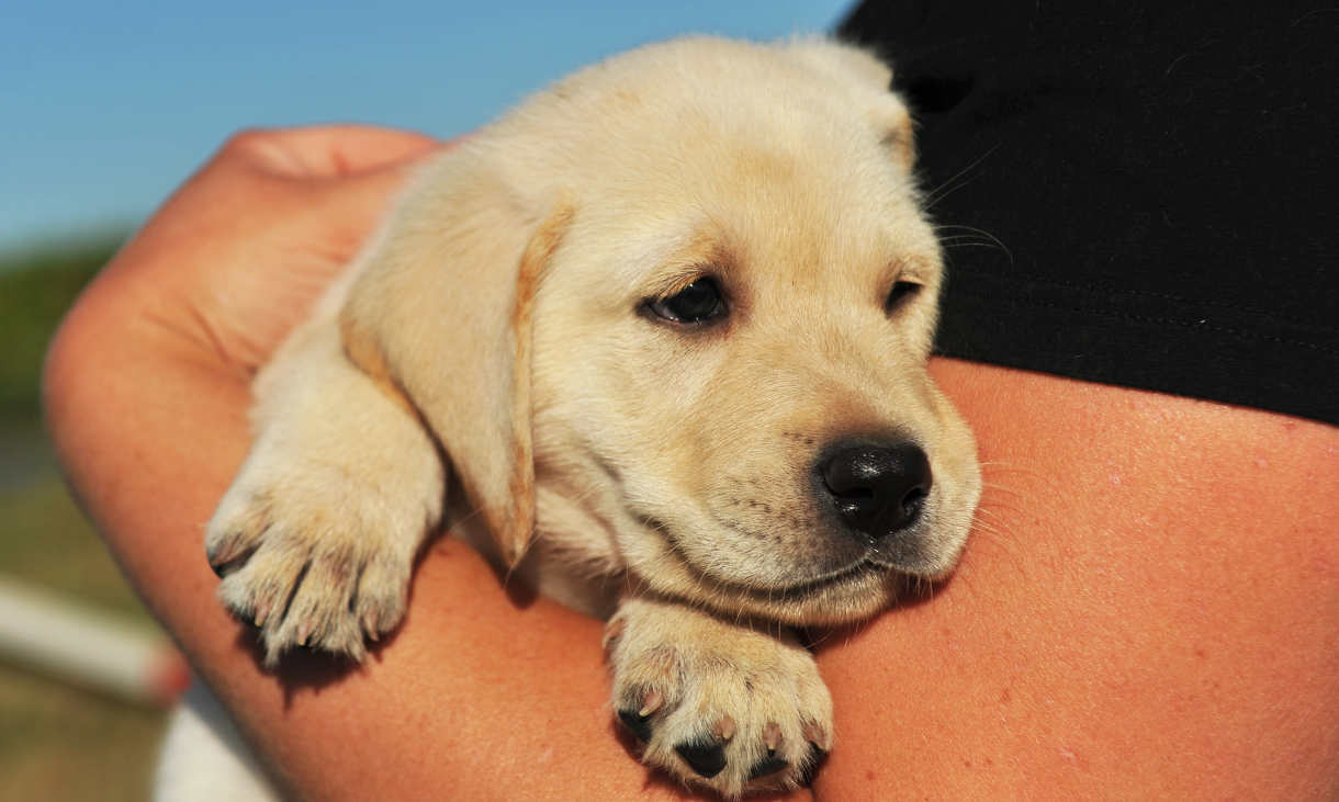 labrador rescue dogs