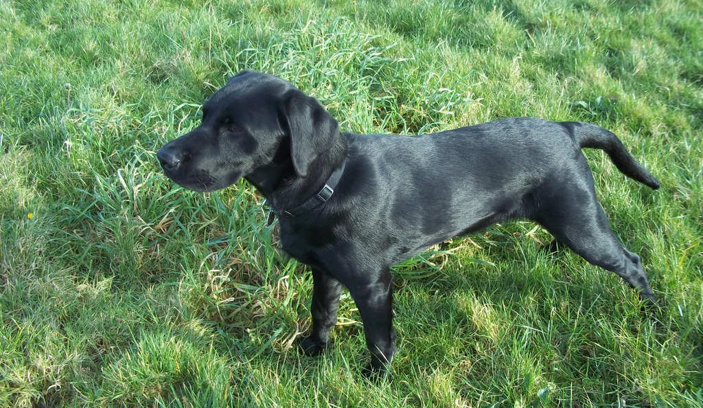 5 month old lab puppy