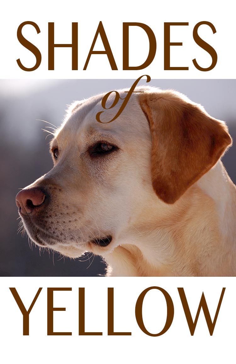 Enjoy the many beautiful shades of yellow Labrador Retriever