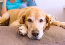why do Labradors shed so much