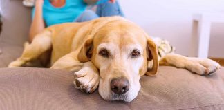 why do Labradors shed so much