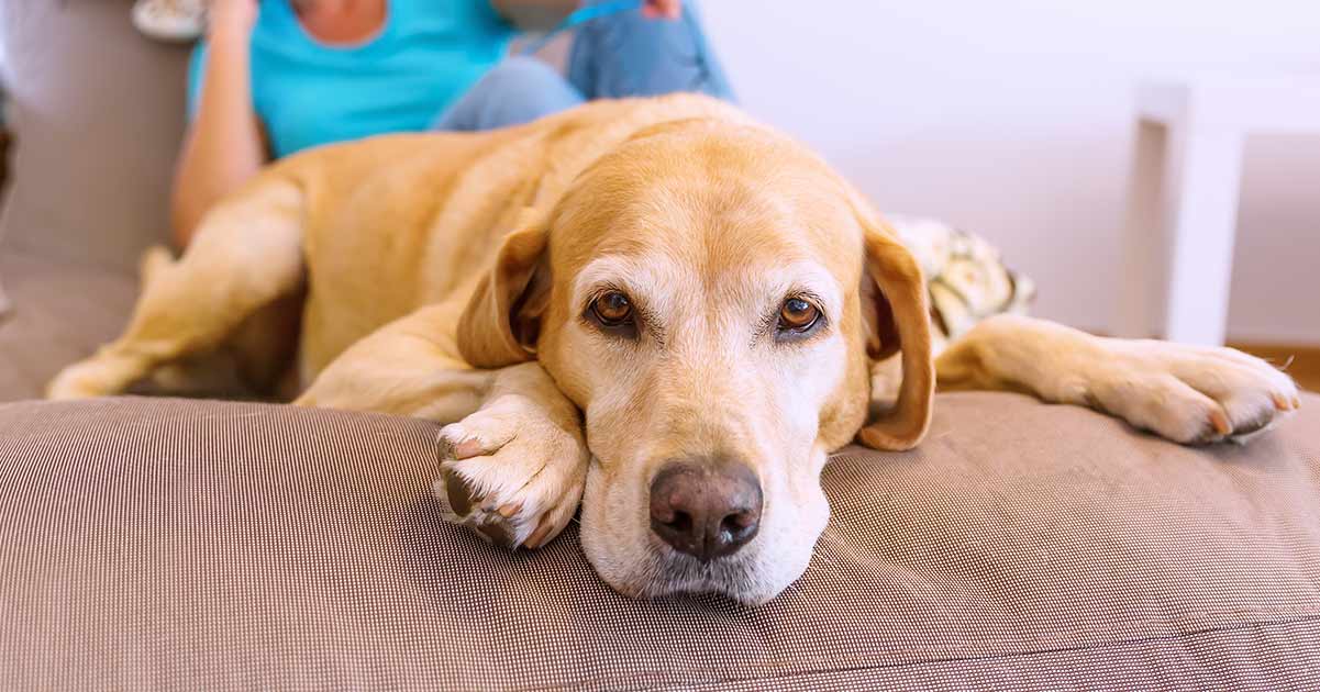 non shedding labrador