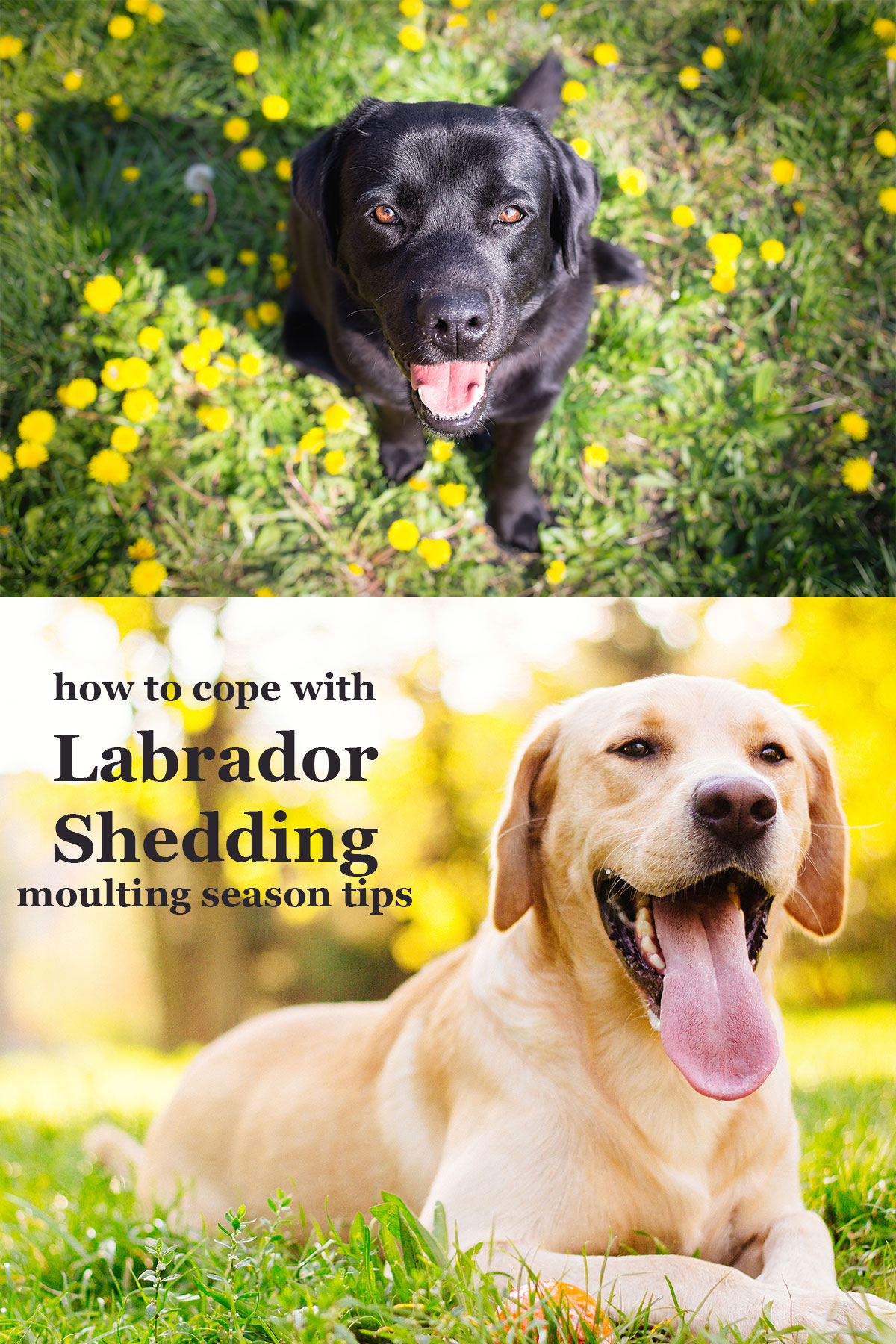 Labradors shed a lot! Here are some top tips and advice for coping with shedding.