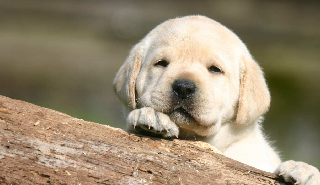 Buying a Labrador Puppy Online