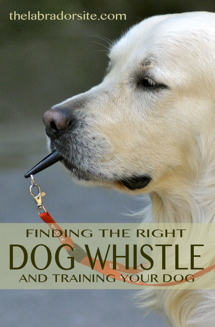 Help with choosing the best dog whistle and how to use a whistle to train your dog