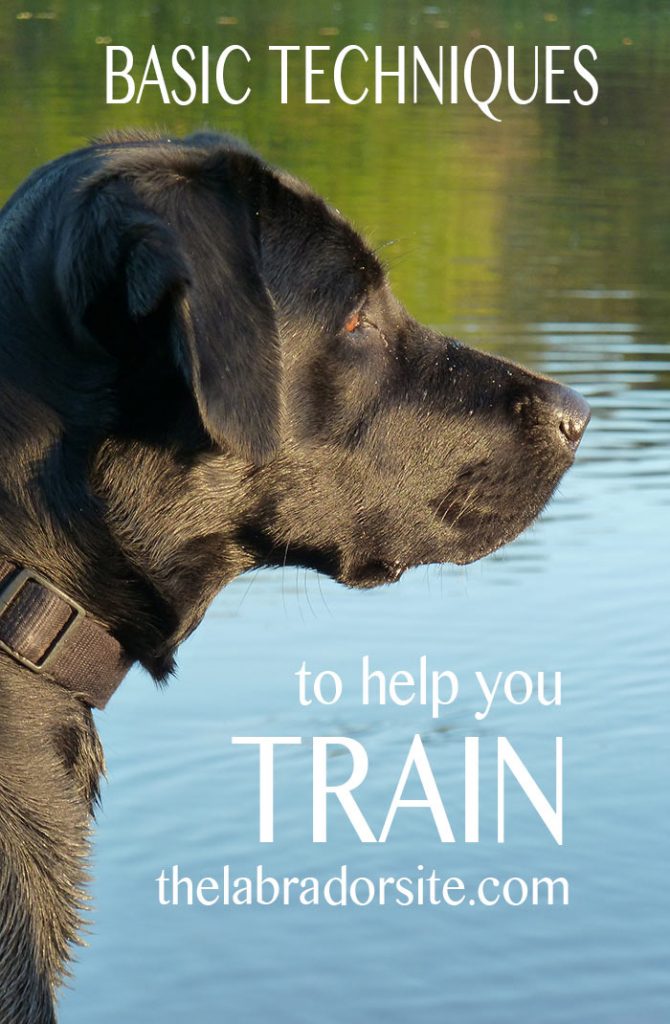 Dog training techniques that will help you train your Labrador