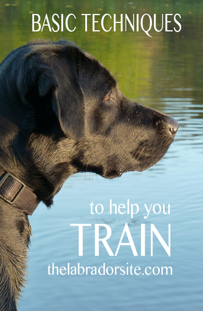 Great tips and ideas for training your dog in this basic dog training techniques article