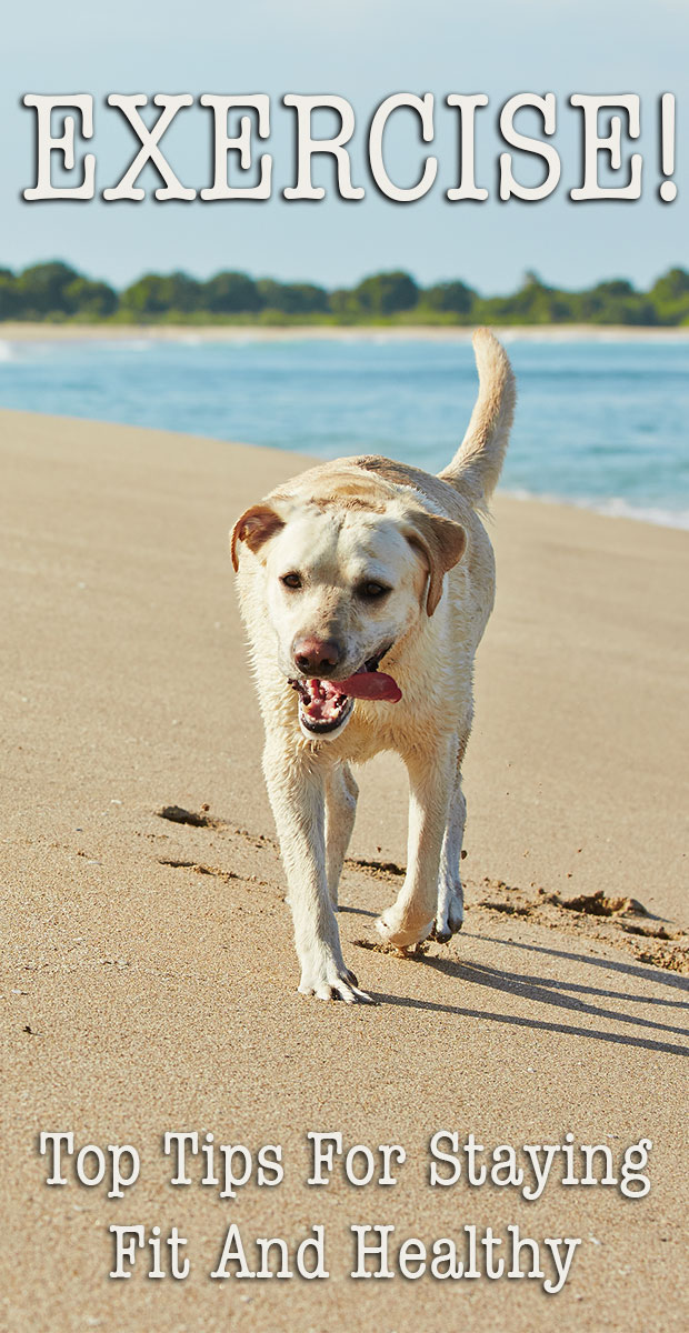 Find out how much exercise your Labrador needs on a daily basis